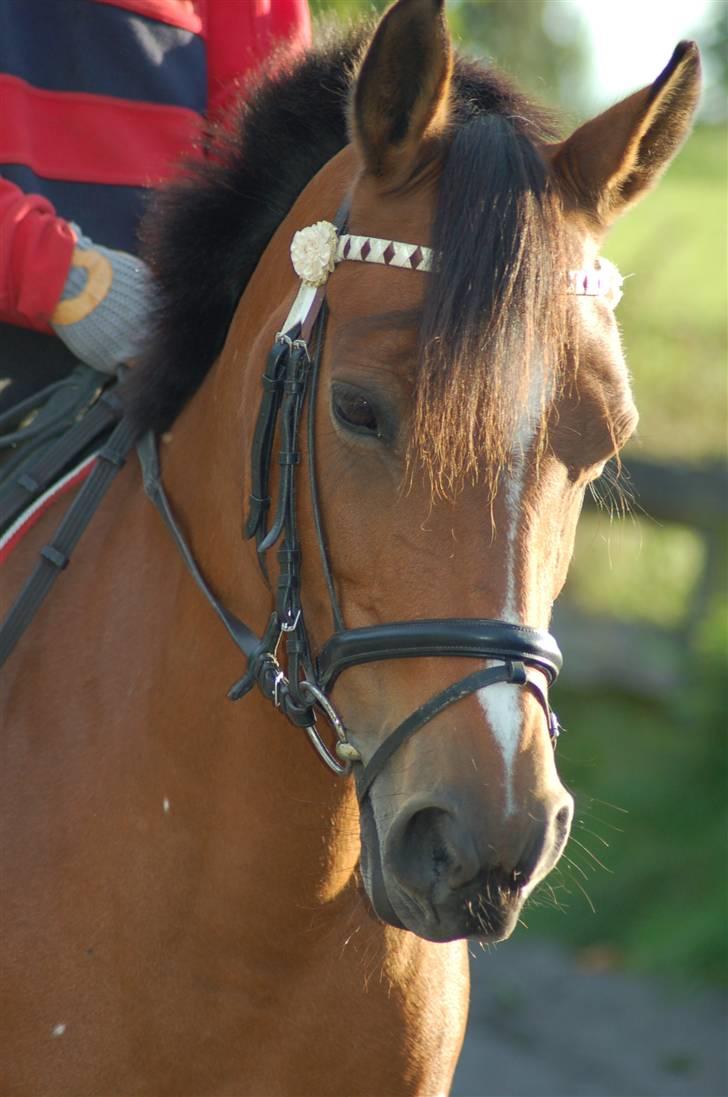 Anden særlig race Panick ( Solgt ) - R.I.P <3 - ». Smukke Panick´s hoved. billede 8