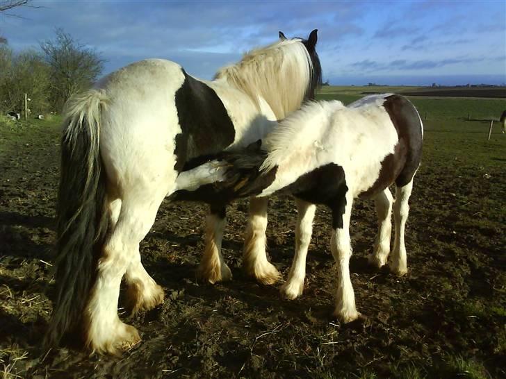 Tinker coke :D - ude på marken me en af hendes føl<3 (cooper) billede 4