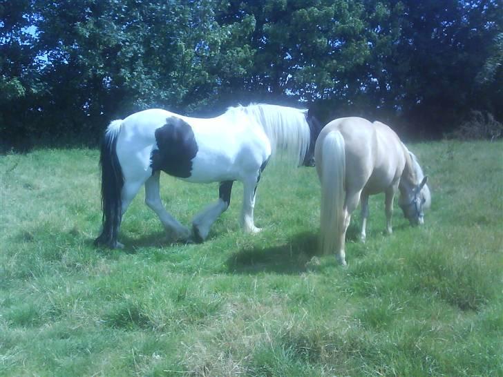 Tinker coke :D - ude og grasse af billede 5