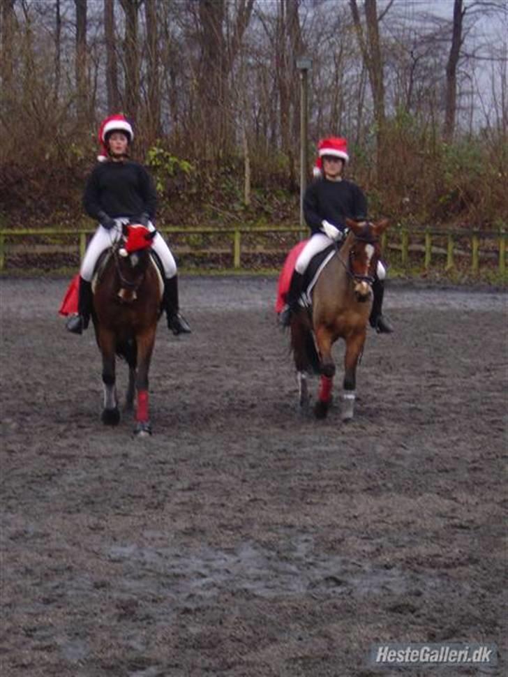 Anden særlig race Panick ( Solgt ) - R.I.P <3 - ». Panick & Daphane til juleshow. på KDR billede 13