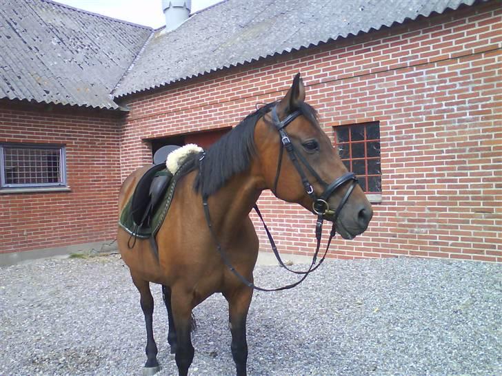 Traver AnneRikke Neergård SOLGT billede 9