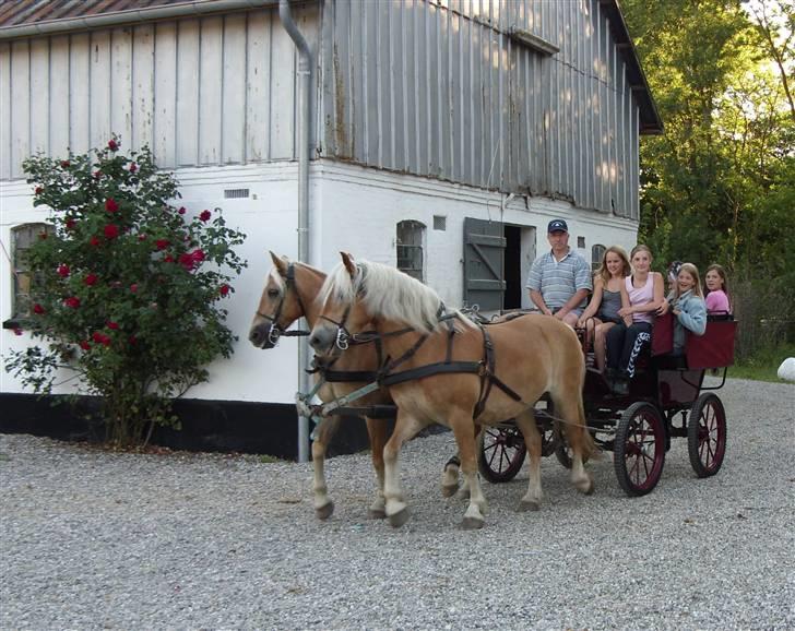Tyroler Haflinger Morella - Nr. 13 Ude og køre hestevogn på ridelejr :) Vi inviterede lige alle de andre med. billede 13