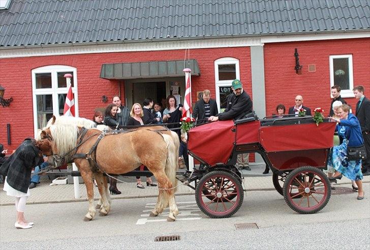 Tyroler Haflinger Morella - Nr. 14  billede 14