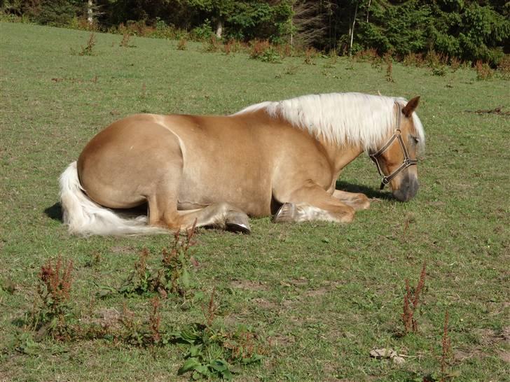 Tyroler Haflinger Morella - Nr. 15 Åhhh.. Lidt søvning.. :) billede 15