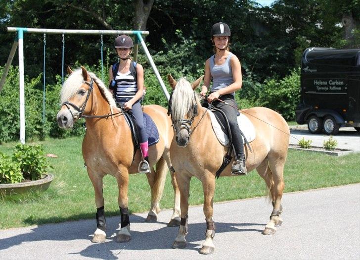 Tyroler Haflinger Morella - Nr. 16 billede 16