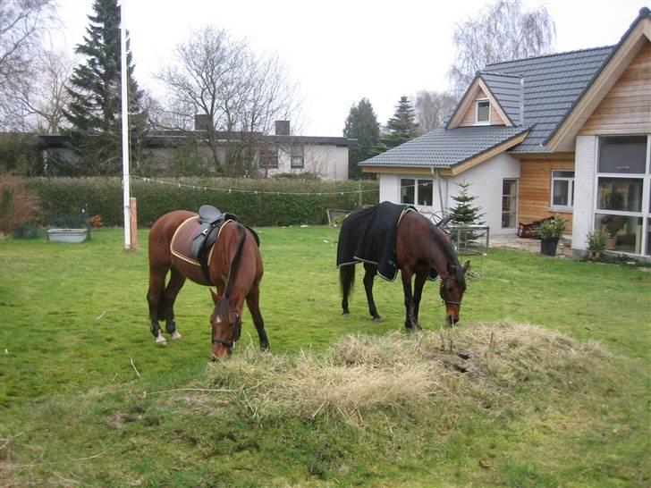 Hollandsk Varmblod Zorro - R.I.P 10/4 - 08 - Zorro og Danielle i Lines have :) billede 14