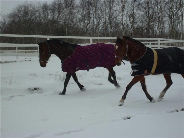 Hollandsk Varmblod Zorro - R.I.P 10/4 - 08 - Zorro og Danielle i sneen (: billede 15