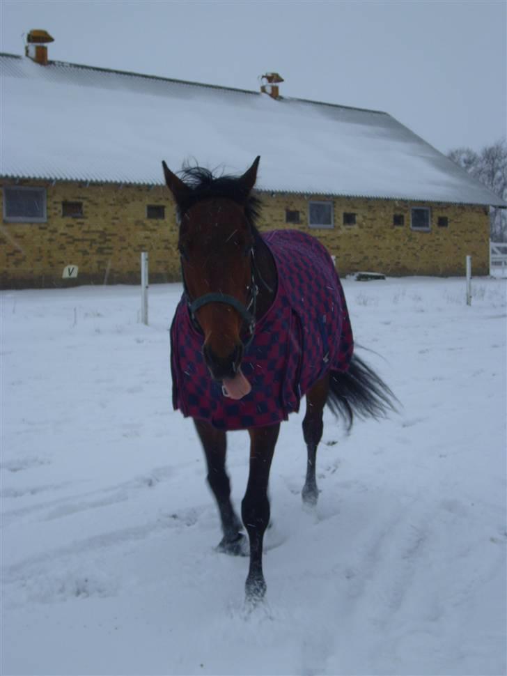 Hollandsk Varmblod Zorro - R.I.P 10/4 - 08 - Tosse :b billede 16