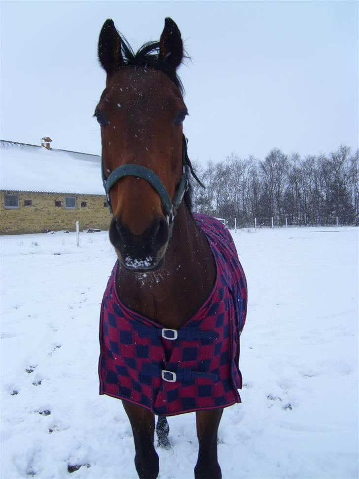 Hollandsk Varmblod Zorro - R.I.P 10/4 - 08 - Han er nu savnet /: billede 17