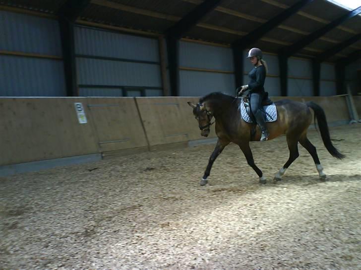 Anden særlig race Valentino Afleveret tilbage   - Den 9/8-08 Maia rider Valle. billede 1