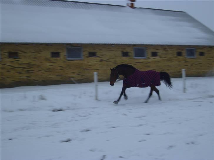 Hollandsk Varmblod Zorro - R.I.P 10/4 - 08 billede 18