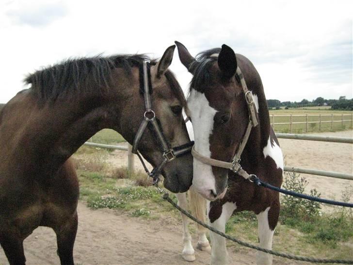 Anden særlig race Valentino Afleveret tilbage   - Første dag sammen.. det er da vidst ægte kærlighed <3 billede 2