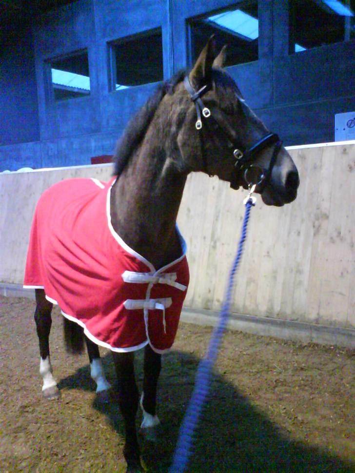 Anden særlig race Valentino Afleveret tilbage   - Valle med sit fine nye skridttæppe =D billede 3