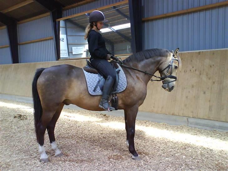 Anden særlig race Valentino Afleveret tilbage   - Maiiia rider Valle=) billede 4