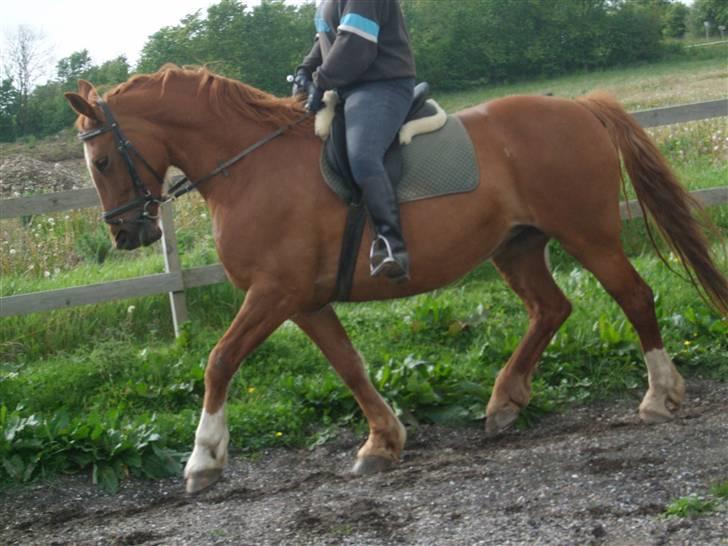 Frederiksborg Engkildegårds Fjela SOLGT - Velkommen til Fjela´s profil :D Vi ved godt vi er langt fra perfekte :D billede 1