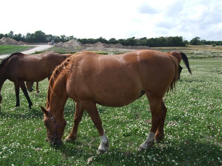 Frederiksborg Engkildegårds Fjela SOLGT - Mad mad mad billede 2