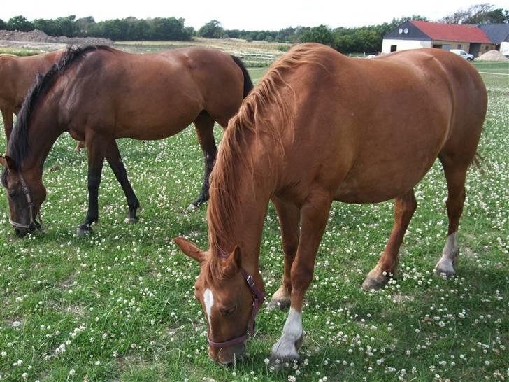 Frederiksborg Engkildegårds Fjela SOLGT - Mere mad :D billede 3