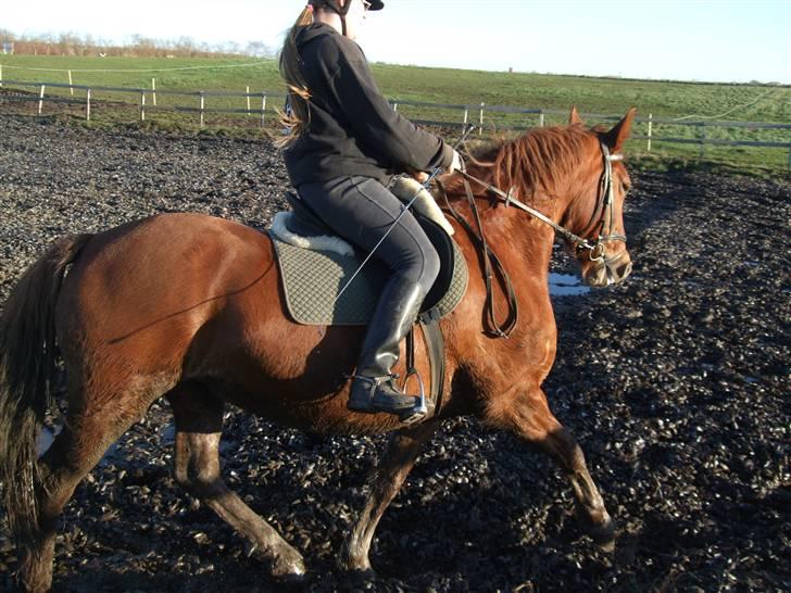 Frederiksborg Engkildegårds Fjela SOLGT - Fjela :) billede 4