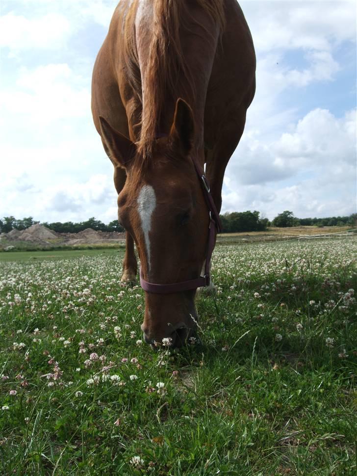 Frederiksborg Engkildegårds Fjela SOLGT - Aldrig forstyr en overvægtig i nærheden af dens mad :D billede 5