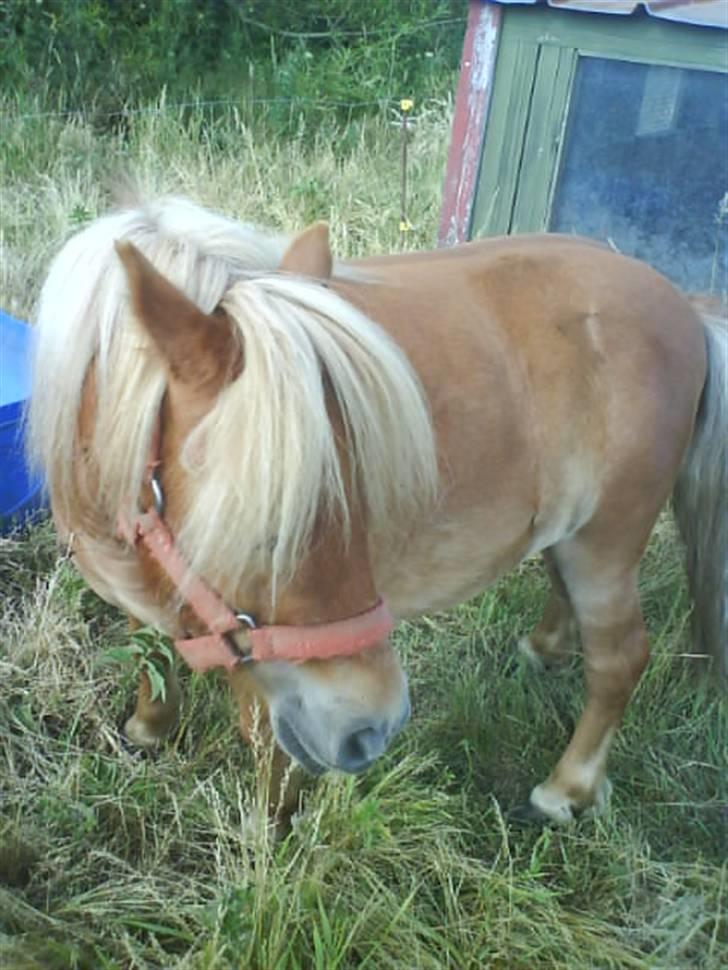 Shetlænder laban R.I.P billede 2