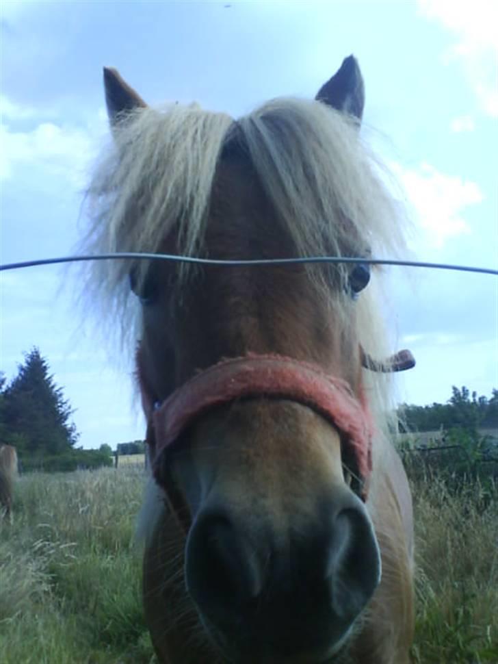 Shetlænder laban R.I.P billede 3