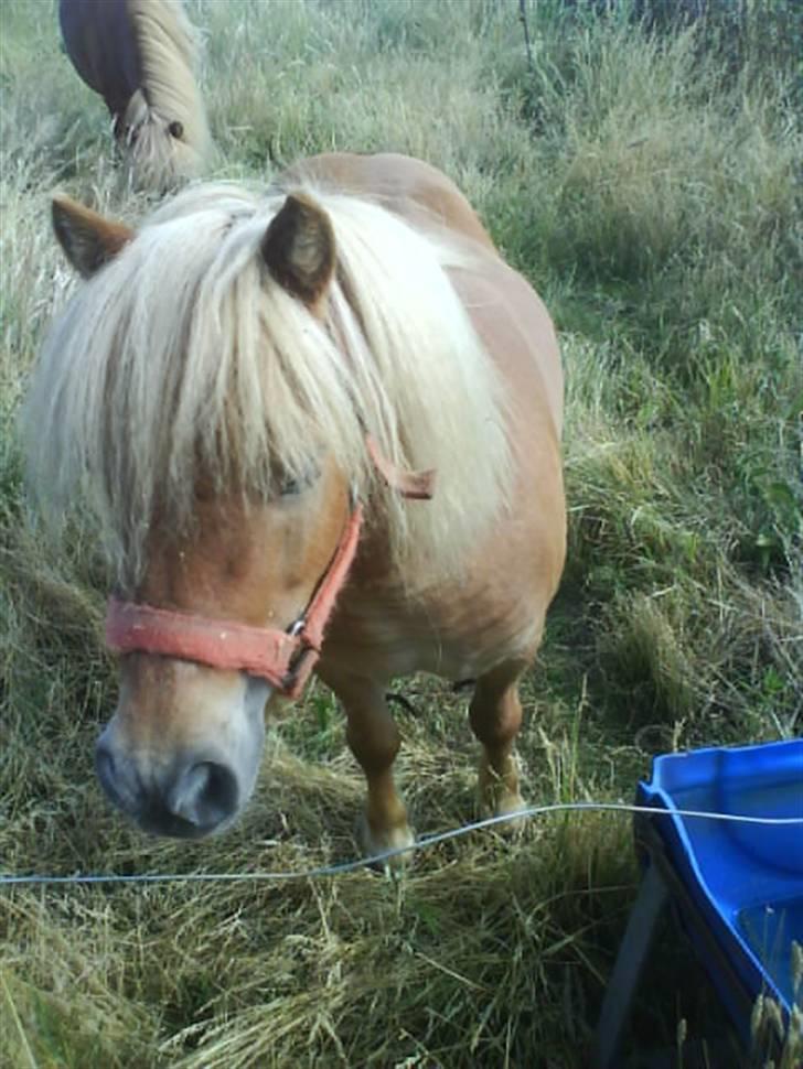 Shetlænder laban R.I.P billede 4