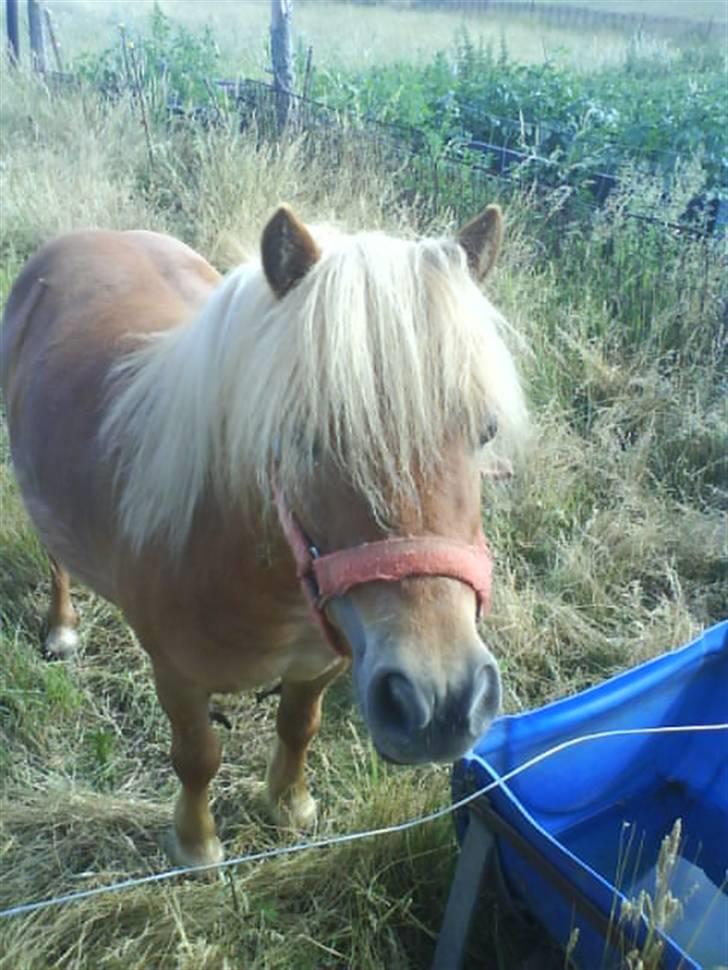 Shetlænder laban R.I.P billede 5