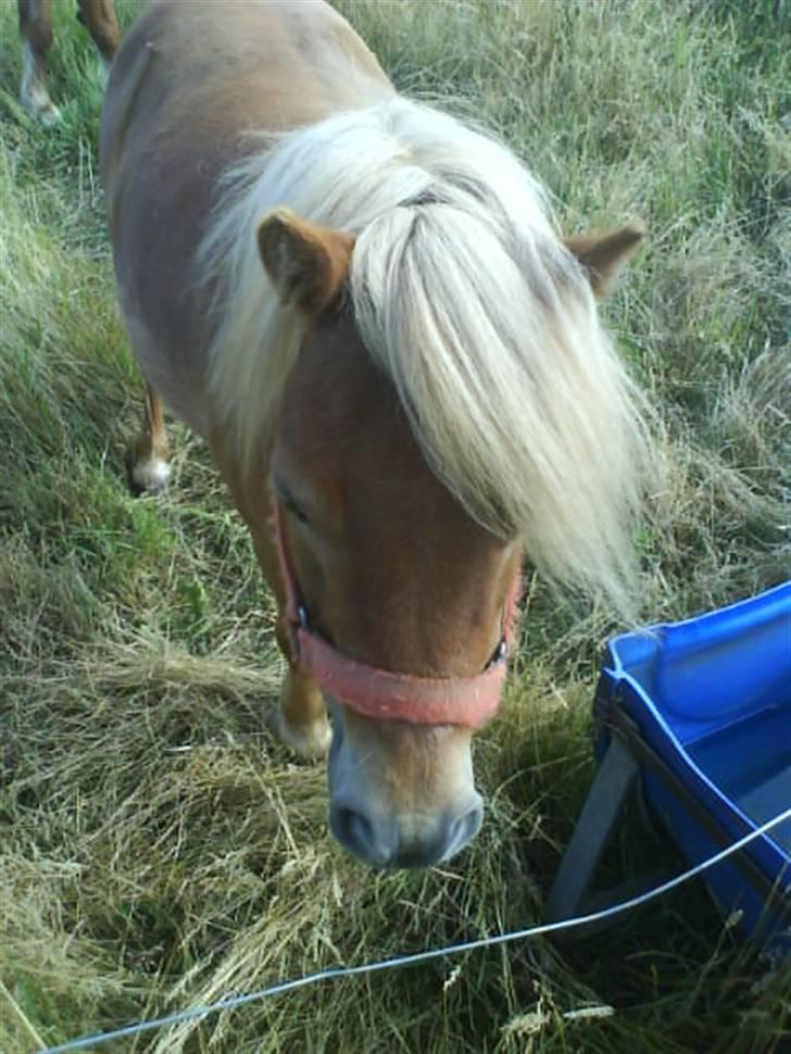 Shetlænder laban R.I.P billede 6