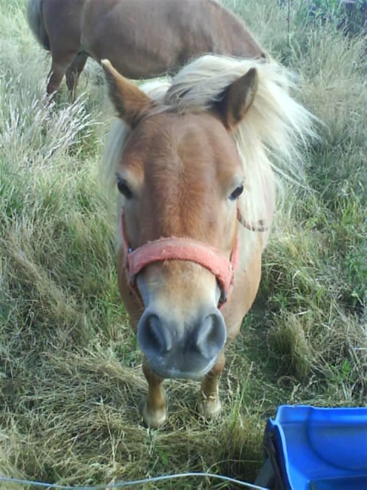 Shetlænder laban R.I.P billede 7