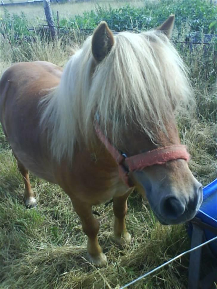 Shetlænder laban R.I.P billede 8