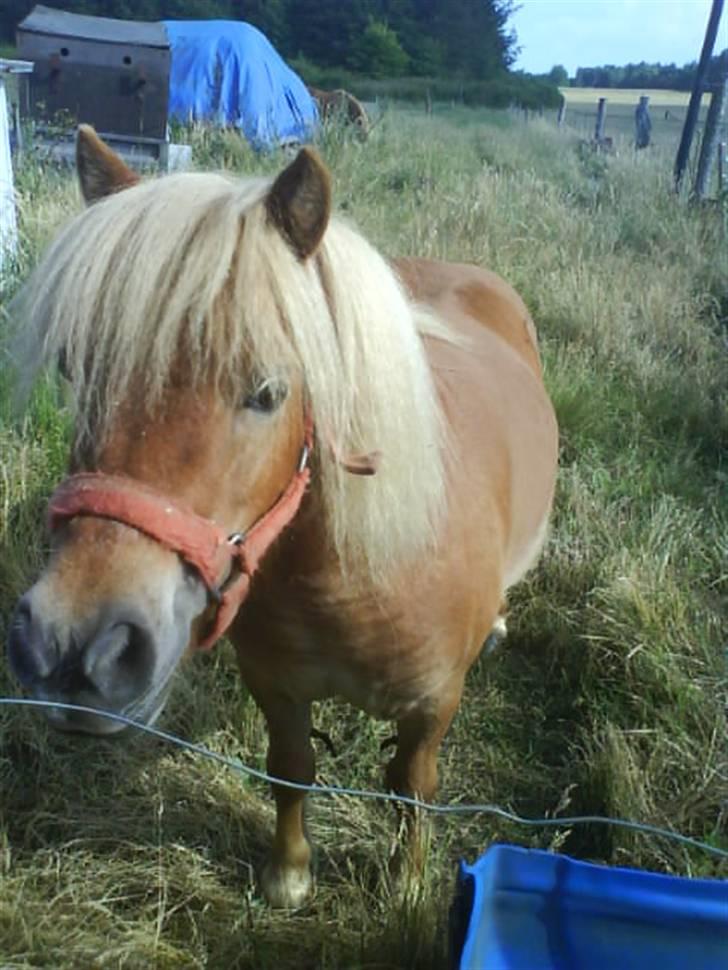 Shetlænder laban R.I.P billede 9