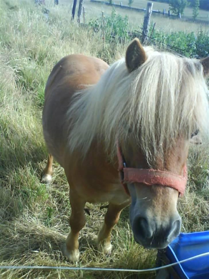 Shetlænder laban R.I.P billede 10