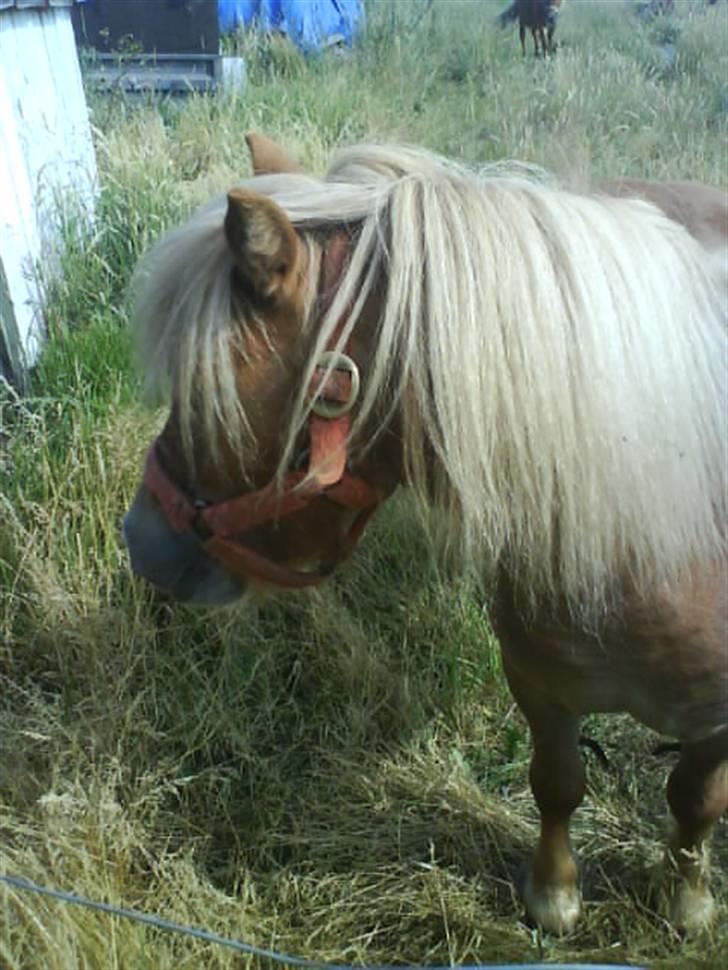 Shetlænder laban R.I.P billede 11