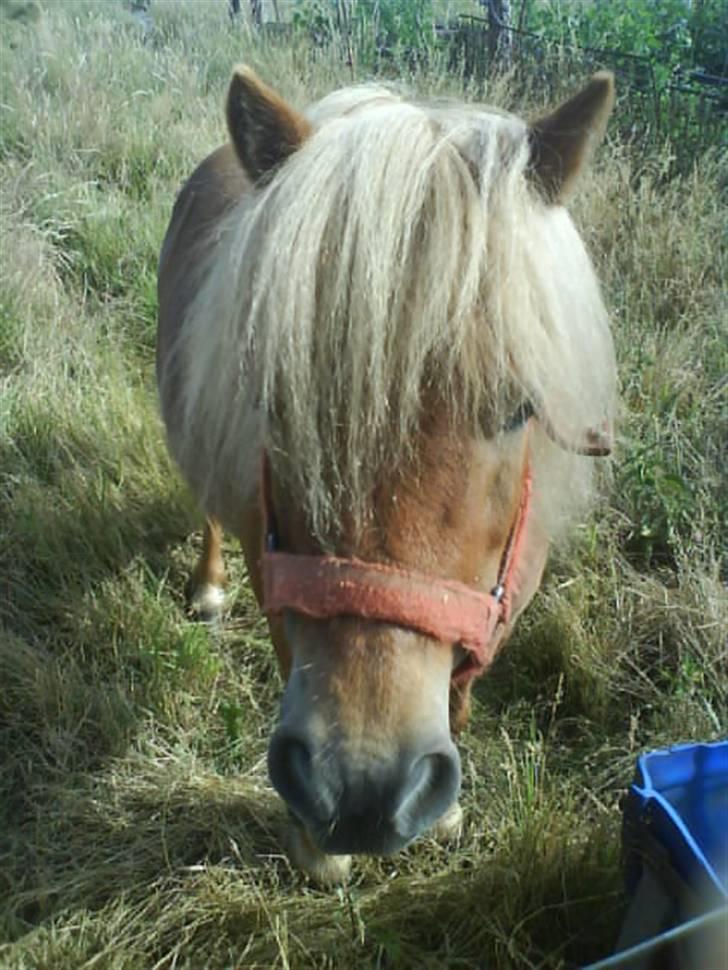 Shetlænder laban R.I.P billede 12