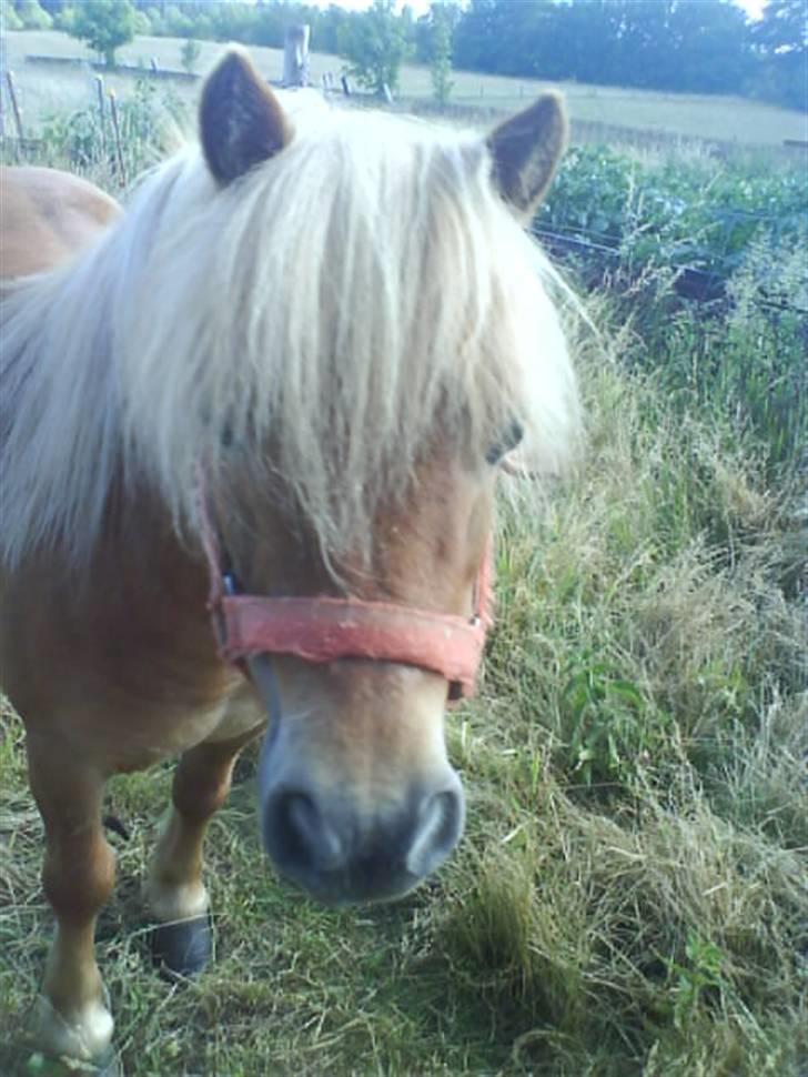 Shetlænder laban R.I.P billede 13