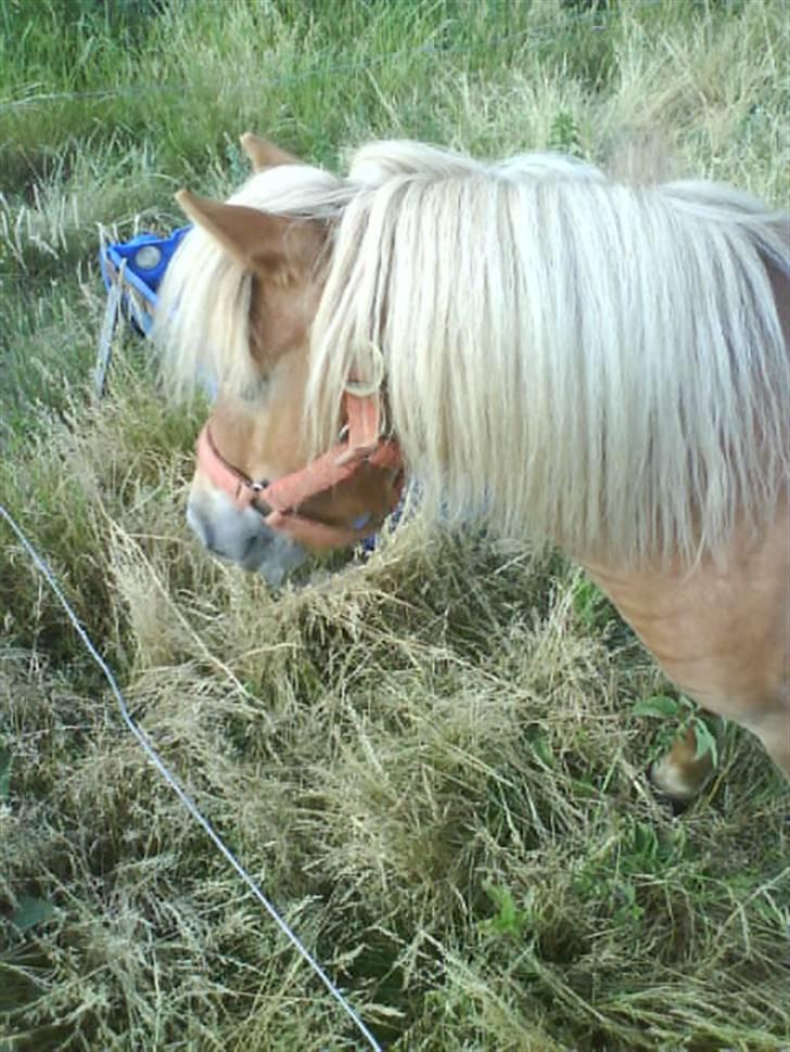 Shetlænder laban R.I.P billede 14