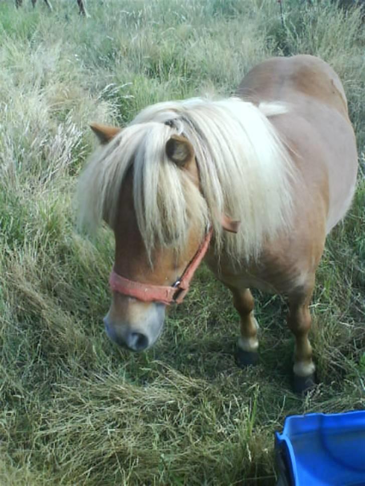 Shetlænder laban R.I.P billede 15