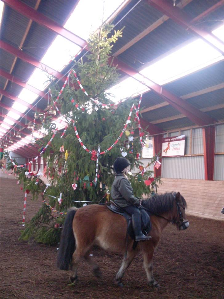 Knabstrupper Oliver  - rundt om det store juletræ .. billede 6
