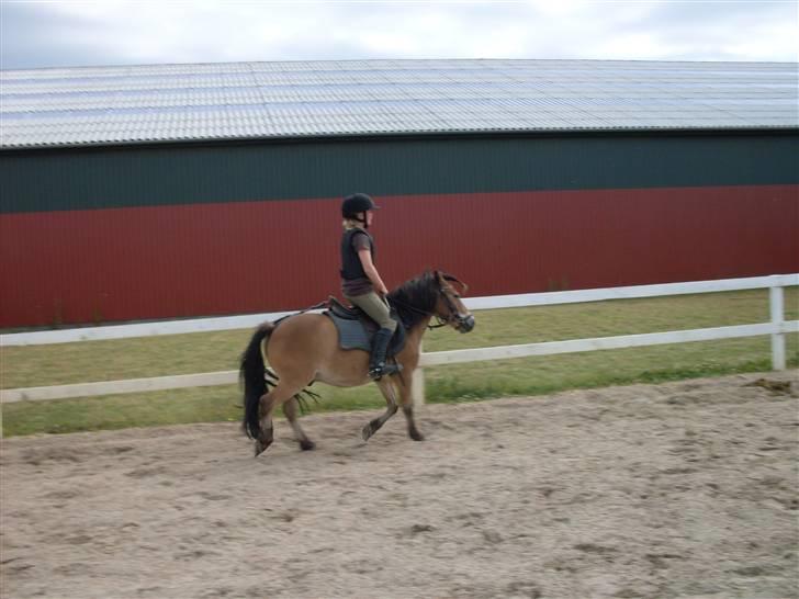 Knabstrupper Oliver  - Clara rider ham ,.. billede 7