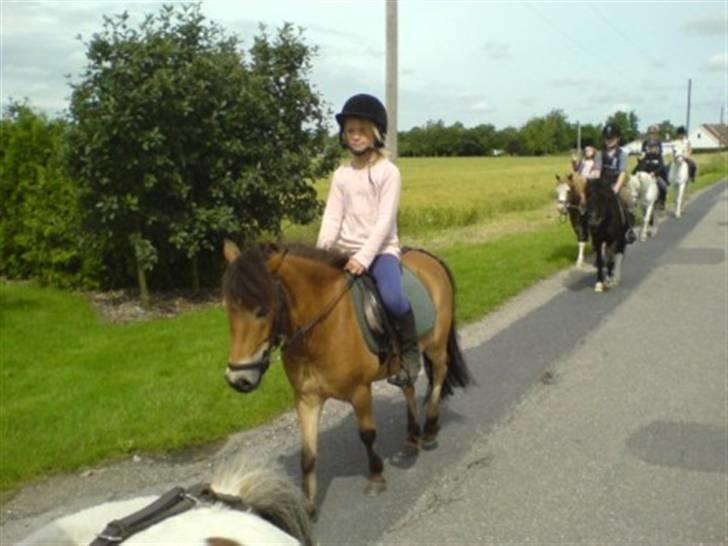 Knabstrupper Oliver  - på tur  .. billede 9