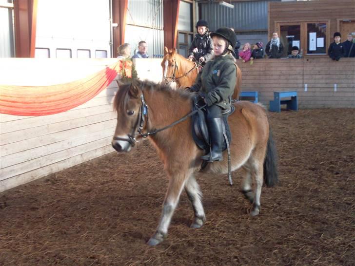 Knabstrupper Oliver  billede 10