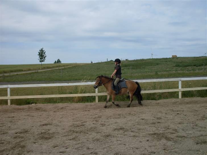 Knabstrupper Oliver  - clara på ham .. billede 13