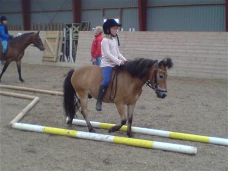 Knabstrupper Oliver  - Til ponygames .. billede 14