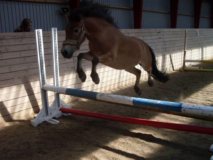 Knabstrupper Oliver  - Løsspringning i ridehuset .. billede 16