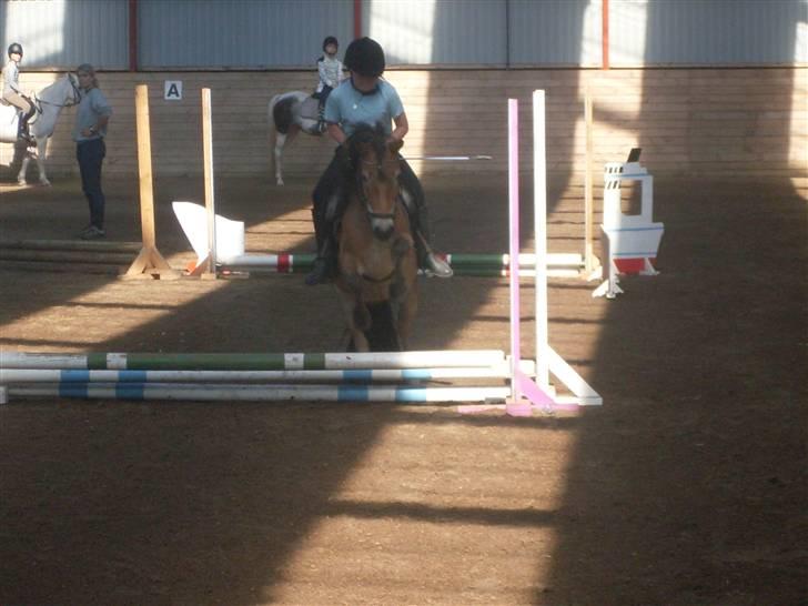 Knabstrupper Oliver  - Springer .. billede 18