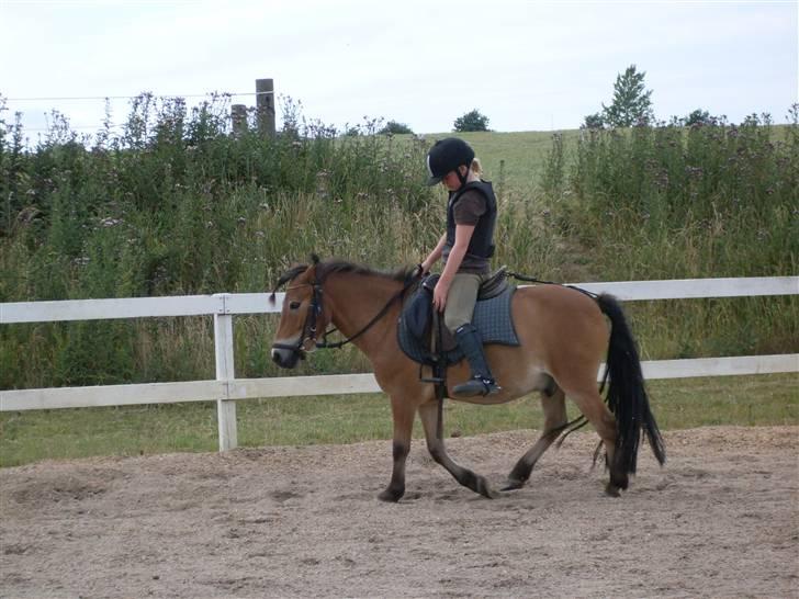 Knabstrupper Oliver  - Clara varmer op .. billede 19