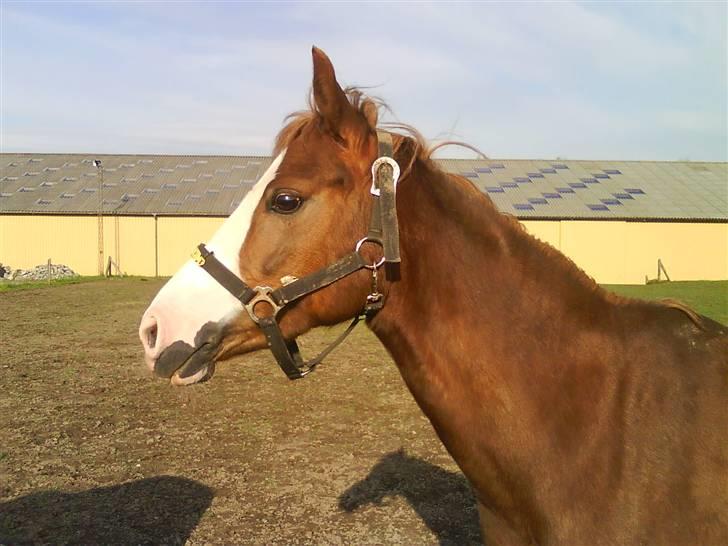 Welsh Pony (sec B) Starligth * R.I.P Savnet for evigt * billede 3