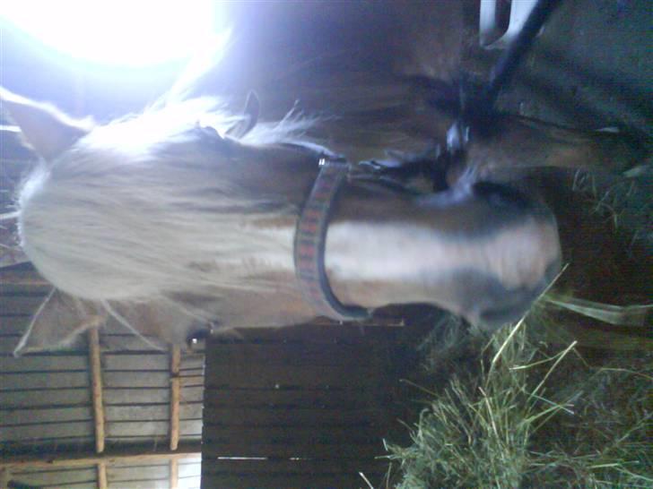 Haflinger payana weiblich *solgt* billede 19