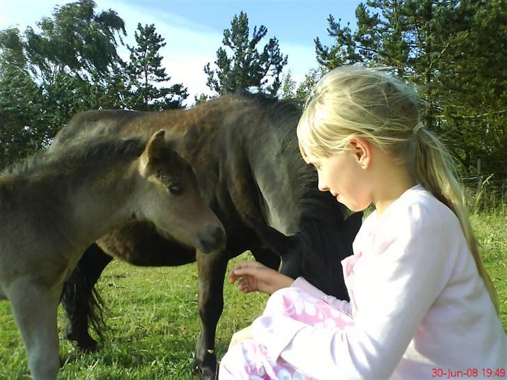 Shetlænder Black Morgan *solgt* billede 15