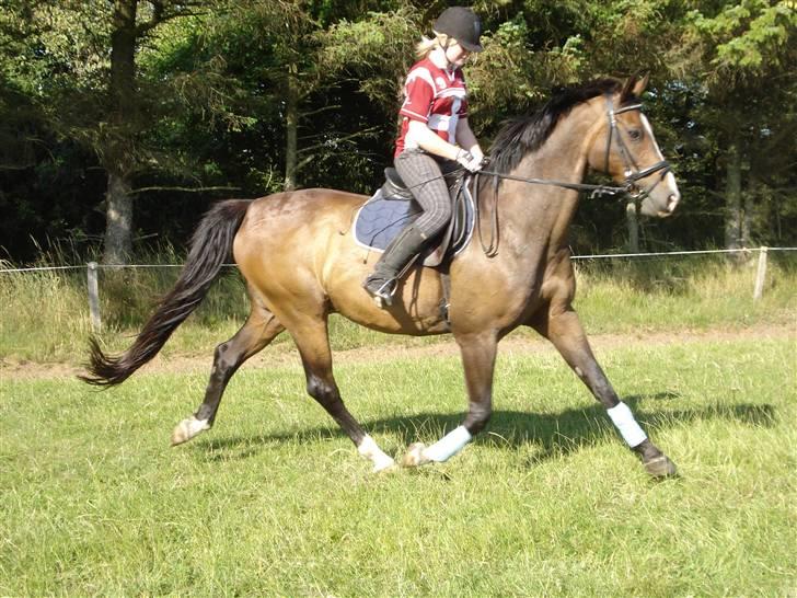 Dansk Varmblod Anders SOLGT! - Fritrav jeg ved han ikke går til bidet men vi øver og gør fremskridt, har ikke redet ham lang tid billede 11